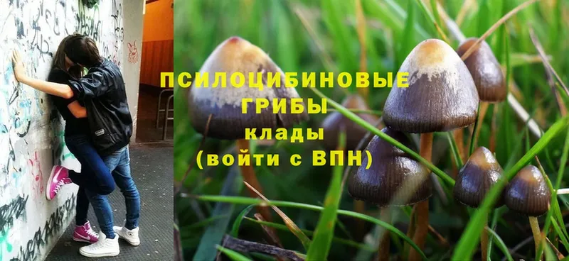 закладки  MEGA как зайти  Галлюциногенные грибы MAGIC MUSHROOMS  Всеволожск 